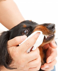 歯磨きを習慣化しよう